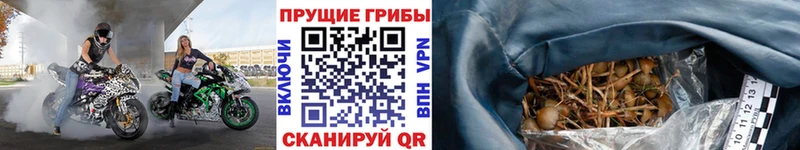 Купить  Володарск  Галлюциногенные грибы GOLDEN TEACHER 